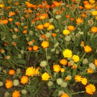 Calendula officinalis L.